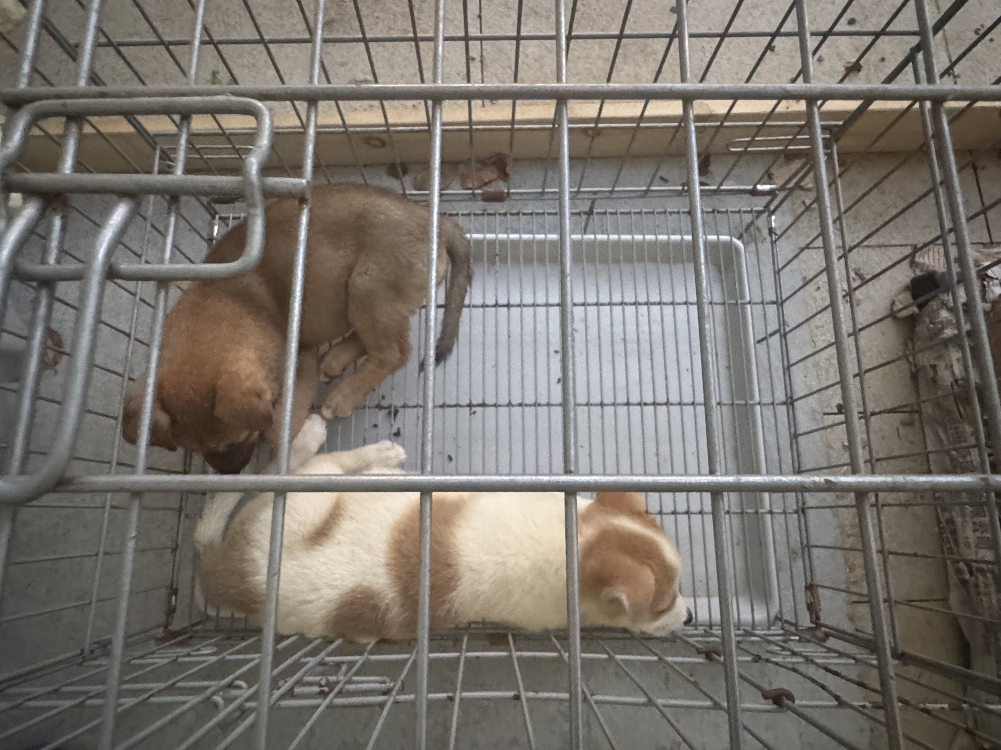 小黑玄武与小白金白花·笼中两奶狗